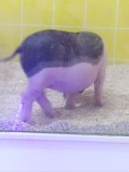 -神奇动物撸宠馆·羊驼·小浣熊·异宠(豫园店)