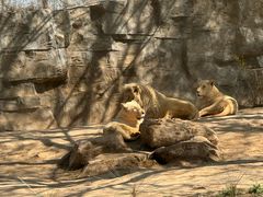 -北京野生动物园