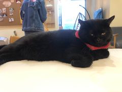 -滚猫咖啡·猫咖·猫友好撸猫(未来城店)