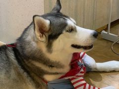 -Husky Go! 哈士奇体验馆·宠物咖啡厅狗咖
