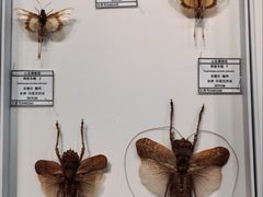 -烟台市博物馆