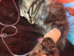 -瑞派福兴宠物医院犬猫全科·骨科·中西医结合(河东店)