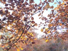 -北京西山国家森林公园