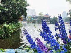 -荔湾湖公园