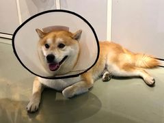 -more than meow吴止猫主题餐厅(承德 中船汇店)