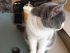-飞行喵MR PILOT|猫舍·猫咖(静安大融城店)