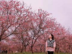 -天适樱花悠乐园