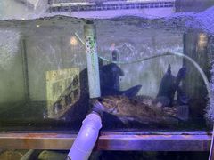 -八仔大富楼·河鲜(西江店)