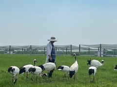 -盐城丹顶鹤湿地生态旅游区
