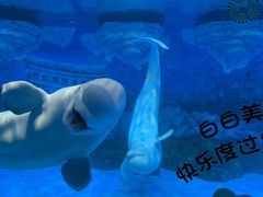 -大连圣亚海洋世界