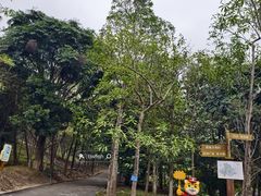 -中山市树木园