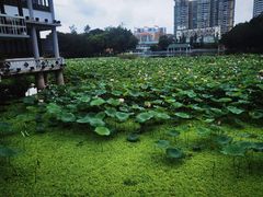 -荔湾湖公园