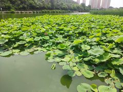 -前关湿地公园