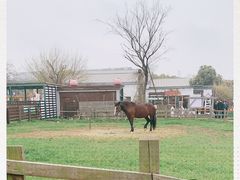 -田园东方蜜桃村的田野营地