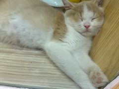 -屋虎猫馆(宝安大仟里店)