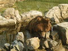 -北京野生动物园