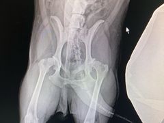 -美联众合动物医院·24h转诊中心