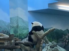 -武汉动物园