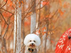 -超宠爱宠物摄影-Super pet