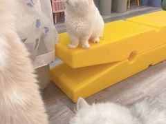 -BABIT巴比特宠物(MOMOPARK店)