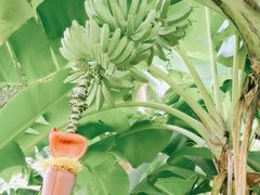 -云溪植物园