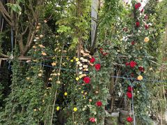 -金科花卉市场