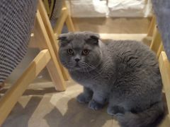 -猫咖时代(中山亭店)