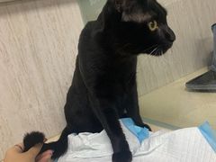 -爱派特动物医院·全科诊疗中心