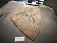 -重庆自然博物馆(新馆)
