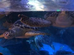 -烟台海昌鲸鲨海洋公园