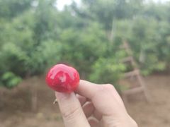 -白鹿原樱桃园