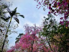 -中国科学院华南植物园