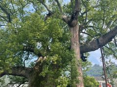 -新安江山水画廊风景区