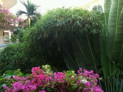 android_upload_pic-三亚亚龙湾凯莱仙人掌度假酒店