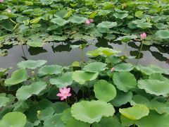 -大兴滨河森林公园