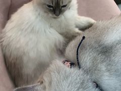 -糯米喵星人·撸猫猫舍咖啡馆(西市场嘉华店)