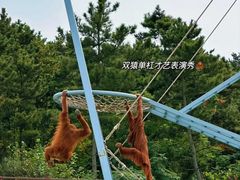 -西霞口神雕山野生动物世界