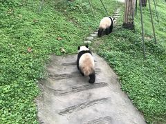 -都江堰中华大熊猫苑