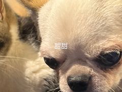 -萌喵宠狗爱心宠咖
