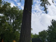 -西园戒幢律寺