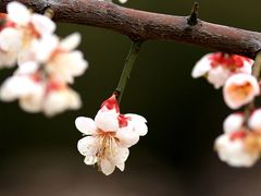 -白塘生态植物园
