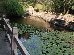 -蛇蟠岛