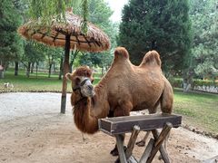 -北京野生动物园