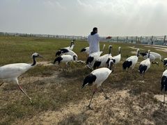 -盐城丹顶鹤湿地生态旅游区