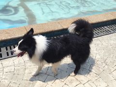 -汪说喵讲宠物乐园宠物酒店(红星美凯龙店)