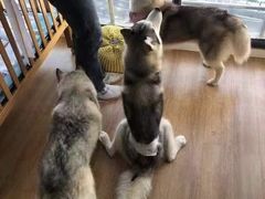-Husky Go! 哈士奇体验馆·宠物咖啡厅狗咖