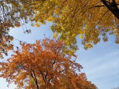-北京国家会计学院