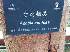 -深圳仙湖植物园