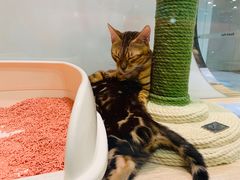 -BABIT巴比特宠物(MOMOPARK店)