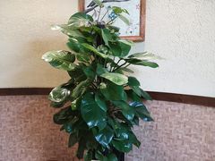 -恐龙人俱乐部